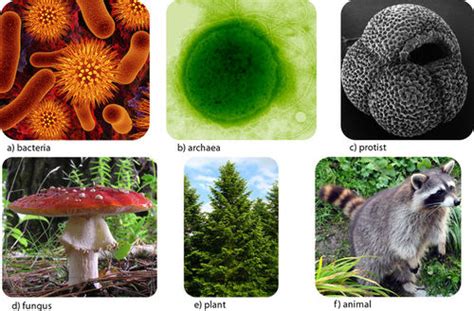 Taxonomy, Species, Living organisms diversity and principles of their ...