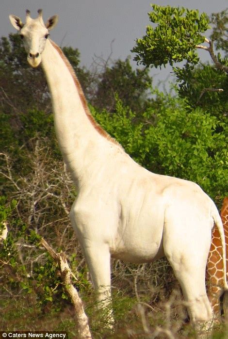 [PHOTOS] Can The Rumor Of The White Albino Giraffe Finally Be Proven? – 3%