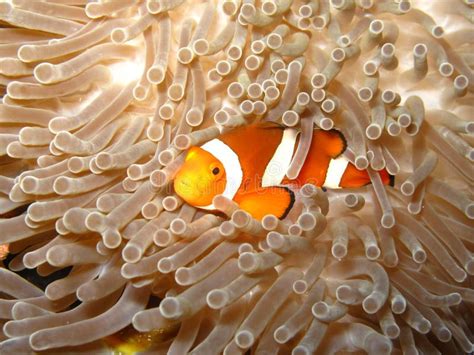 Finding Nemo the Clownfish stock image. Image of coral - 21824153