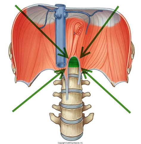 Level 22 - Durham University Medicine (Year One), - Memrise