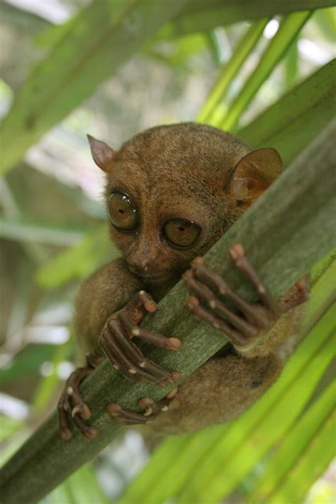 Philippine Tarsier (Tarsius syrichta) - Wiki; Image ONLY