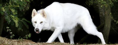 Northern Inuit Dog Breed Guide - Learn about the Northern Inuit Dog.