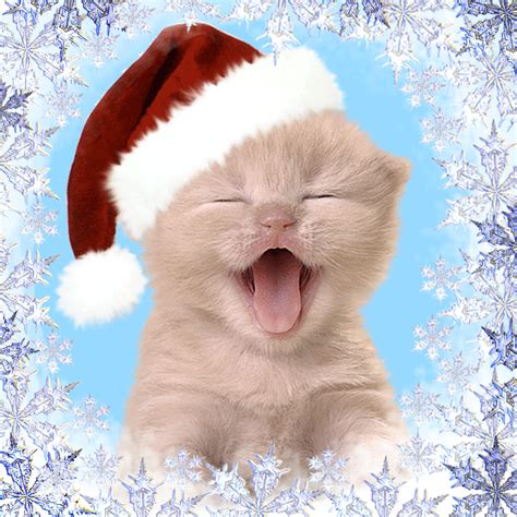 Happy Christmas Kitty cute animals cat happy animated kitten kitty christmas christmas pics ...