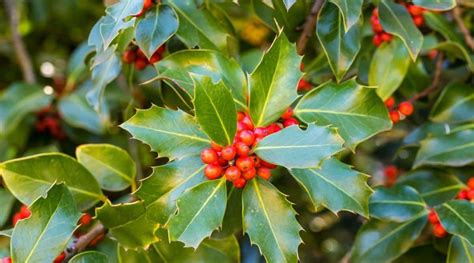 17 Plants That Grow Beautifully Under Oak Trees