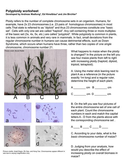 Polyploidy_worksheet