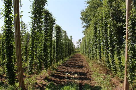 Indiana Hops Farmers Pin Financial Hopes To Craft Beer Trend | WJCT NEWS