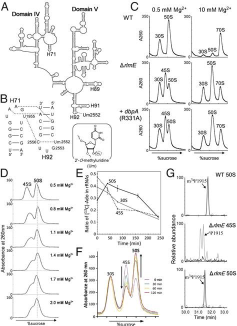 Single methylation of 23S rRNA triggers late steps of 50S ribosomal ...