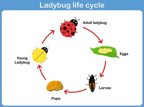 The Life Cycle of An Ant, a Plant, A Bug - Montessori Printables