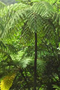 File:Rainforest near Belle - Dominica.jpg - Wikimedia Commons