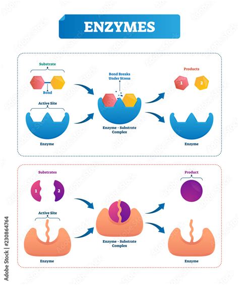 Enzyme vector illustration. Labeled cycle and diagram with catalysts ...