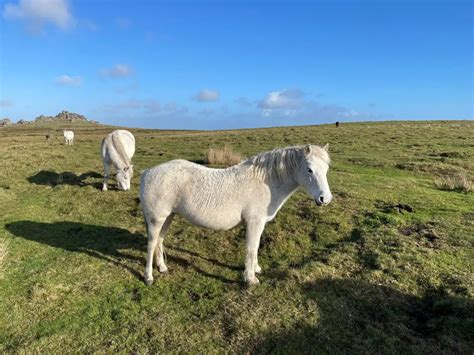 Dartmoor Guide: the Best Wild Camping Sites and Walking Routes - TrekSumo