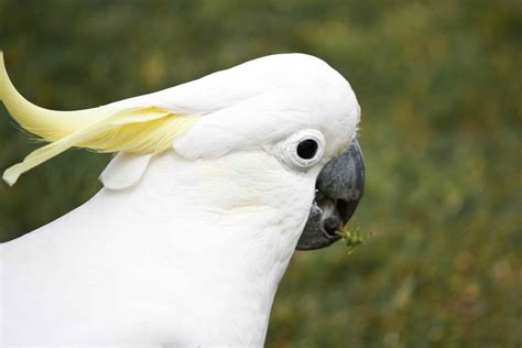 8 Top Yellow Parrots to Keep as Pets