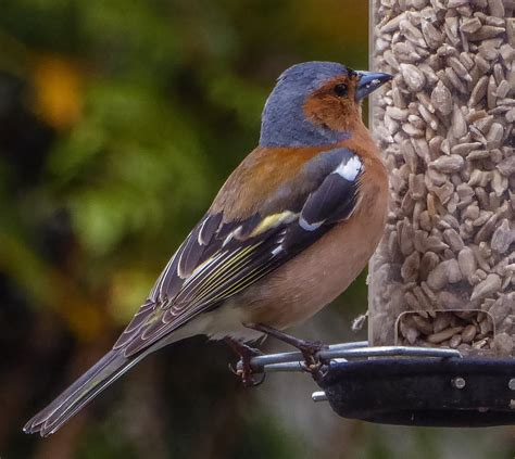 Images of Landscapes and Wild Flowers: Garden Birds