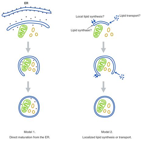 Figure S1 Two proposed models for autophagosome formation. Based on ...