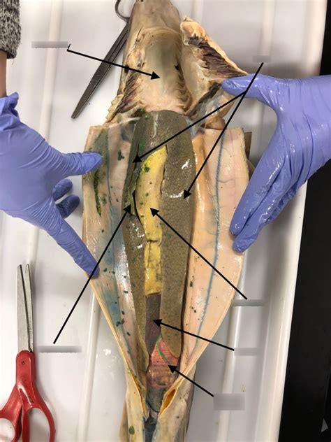 Shark Internal Organs Diagram | Quizlet