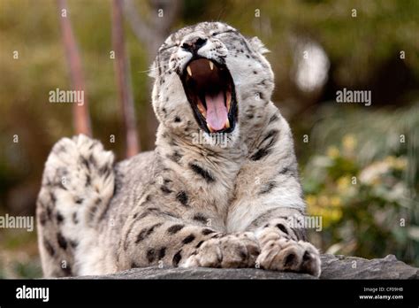 A snow leopard in Central Park Zoo, New York Stock Photo - Alamy