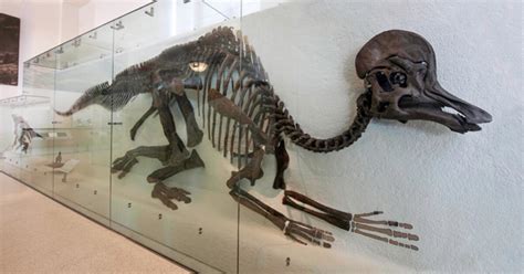 Corythosaurus: Duck Billed Dinosaur Skeleton