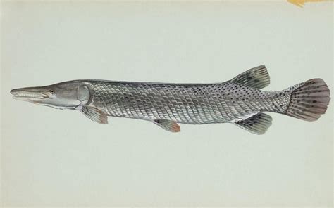 File:Alligator gar fish.jpg - Wikimedia Commons