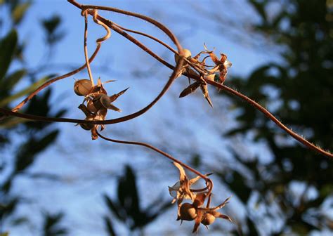 Morning Glory Seeds Free Stock Photo - Public Domain Pictures