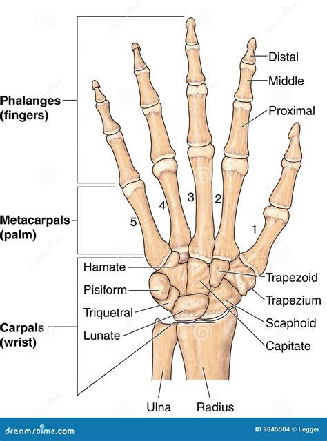 Hand bones stock vector. Illustration of phalanges, bones - 9845504