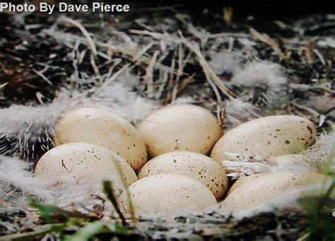 Greater Sage-Grouse - East Cascades Audubon Society