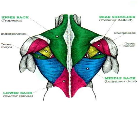 6 Best Horizontal Pulling Exercises to Build Back/Lats | Seriously ...