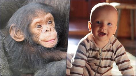 Chimpanzee and Human Babies Laugh Alike: Study | 🔬 LatestLY