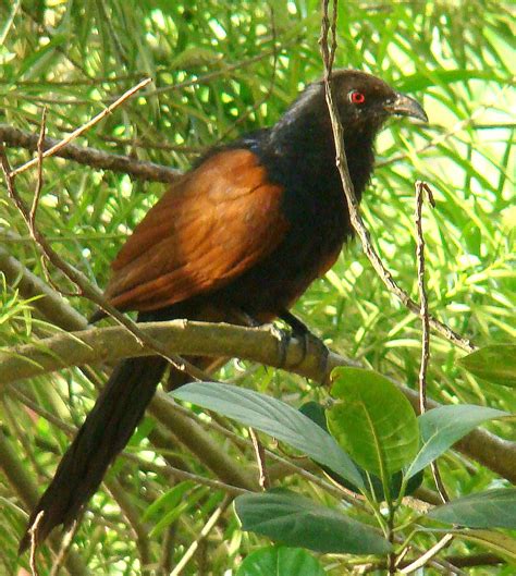 Discover-SriLanka: SRI LANKA - BIRDS [ THE COUCAL ]