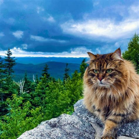 A hiking cat? A Different Kind of Hiking Buddy - Adirondack Explorer