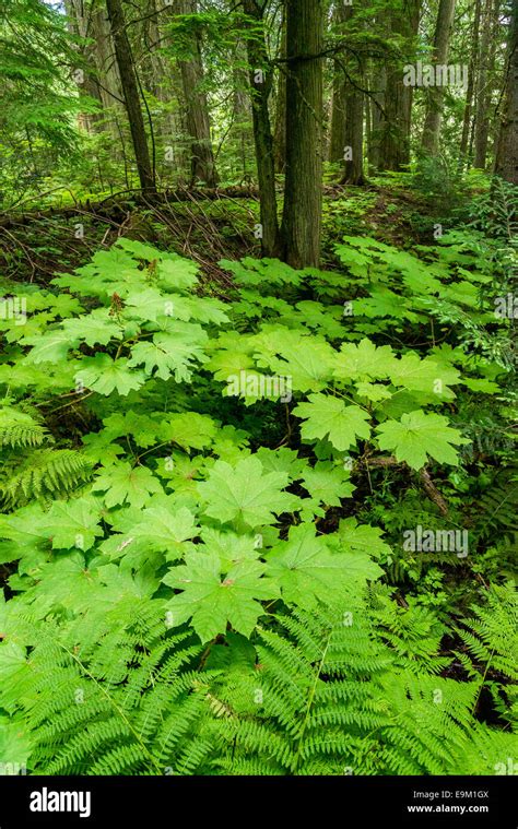 Dense understory of devils club plants hi-res stock photography and ...