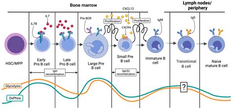 IJMS | Free Full-Text | Metabolic Swifts Govern Normal and Malignant B Cell Lymphopoiesis