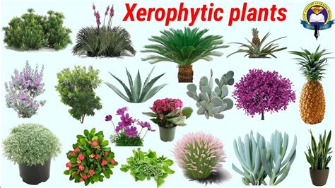 Xerophytes Definition, Types And Examples Of Xerophytic, 46% OFF