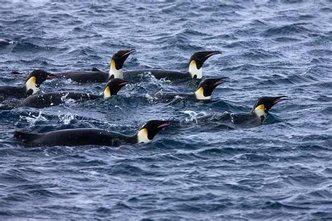 Snow Hill, Antarctica – November 2009 – Wildencounters