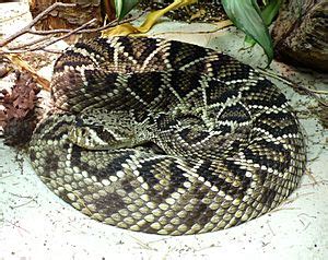 Eastern diamondback rattlesnake Facts for Kids