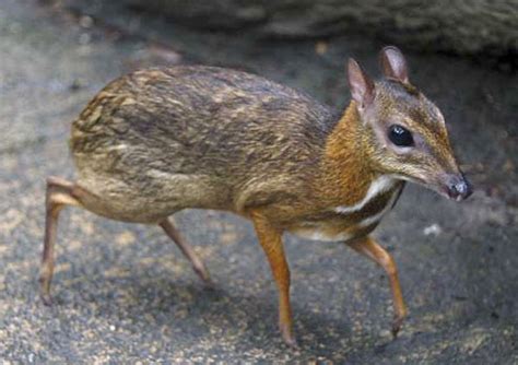 Your morning adorable: Lesser mouse-deer | L.A. Unleashed | Los Angeles Times