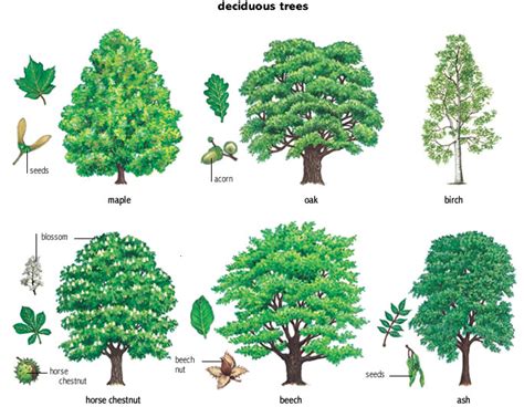 maple noun - Definition, pictures, pronunciation and usage notes ...