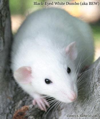 White rat | Cute rats, Pet rats, Dumbo rat