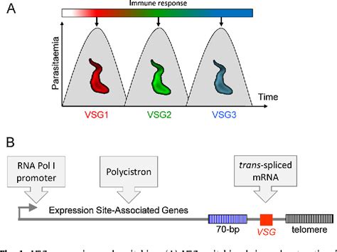 Figure 1 from University of Dundee Antigenic variation in African trypanosomes | Semantic Scholar