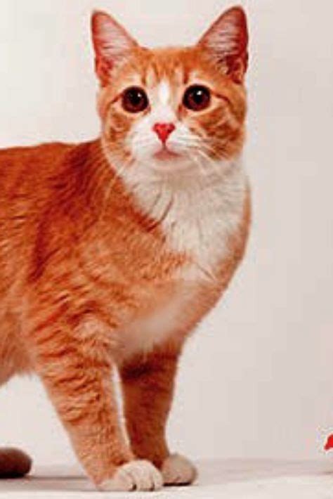 Orange Manx Cat Breeds | Cat breeds, Manx cat, Manx kittens