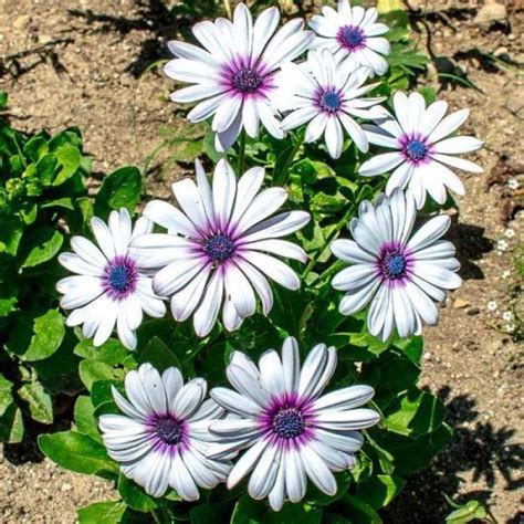 African Daisy an impressive flower that will boost your garden beauty | My desired home