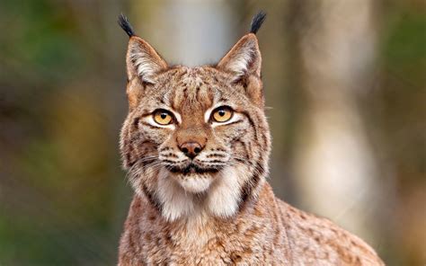 Zoológico | Lince Rojo