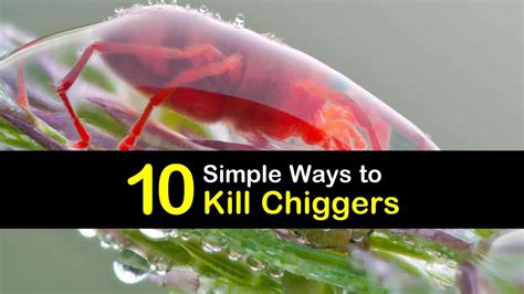 10 Simple Ways to Kill Chiggers