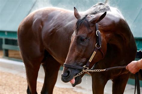 Zayat Sells American Pharoah’s Breeding Rights - The New York Times