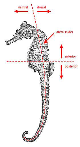 seahorse.org - Seahorse Anatomy