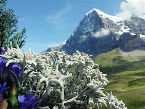 Edelweiss Meaning and Symbolism in the Language of Flowers - Petal Republic