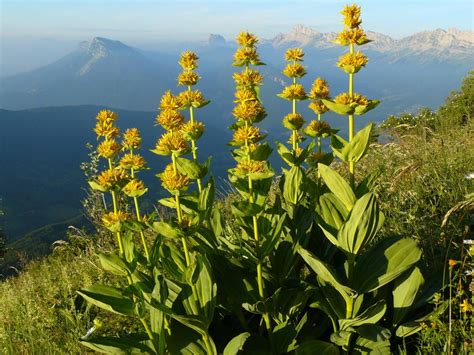 10 remarkable mountain plants to know