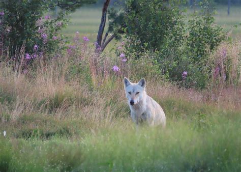 WILDLIFE SAFARIS FINLAND - DAY TOURS (Kuhmo) - All You Need to Know ...