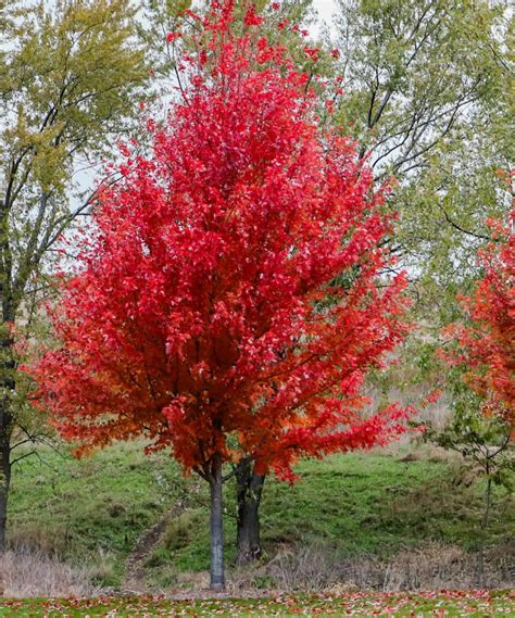 10 trees for privacy and shade in a yard | Real Homes