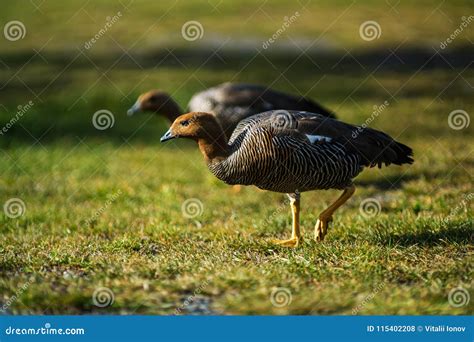 Bird in the Torres Del Paine National Park. Autumn in Patagonia, the Chilean Side. Stock Photo ...