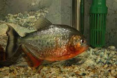 Pet Piranha Care: Do Piranhas Make Great Family Pets? - Piranha Guide